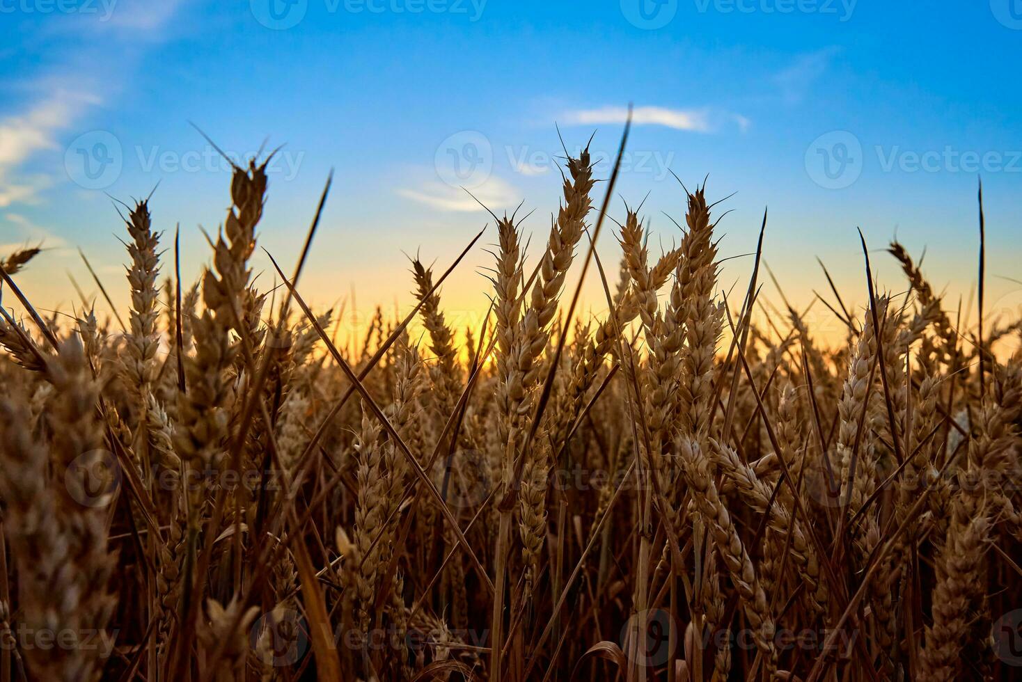 Golden field with ripe wheat ear photo