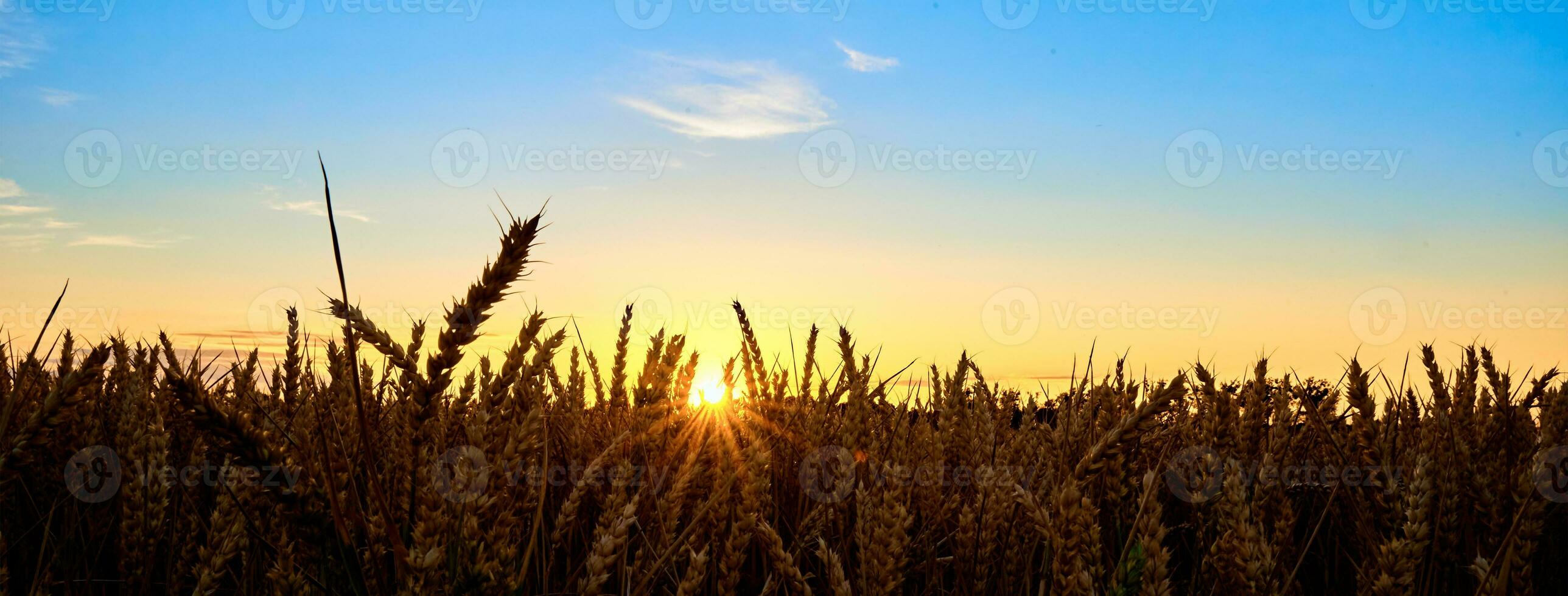 Golden field with ripe wheat ear photo