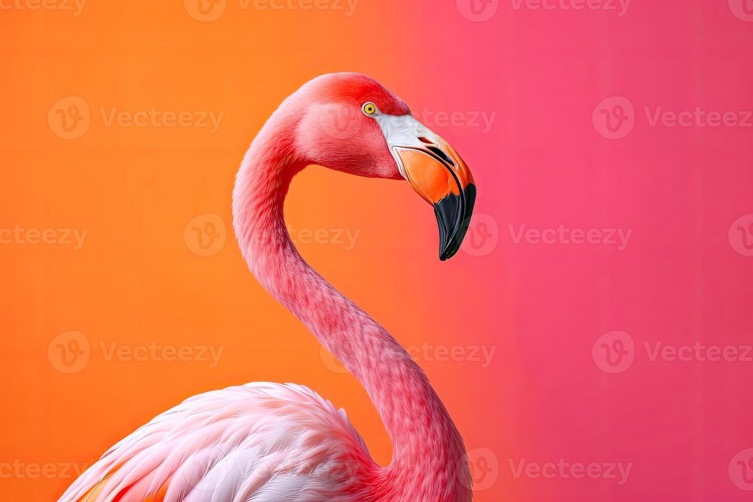 Close up portrait of flamingo bird on pastel colored background. photo