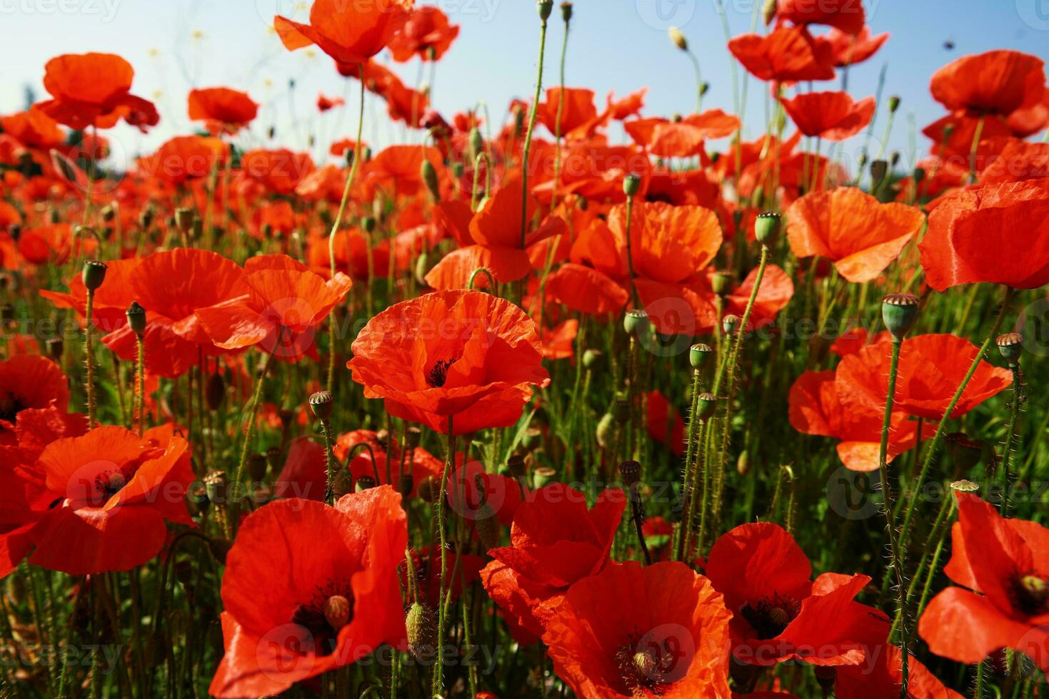 Landscape with blooming poppy flowers photo