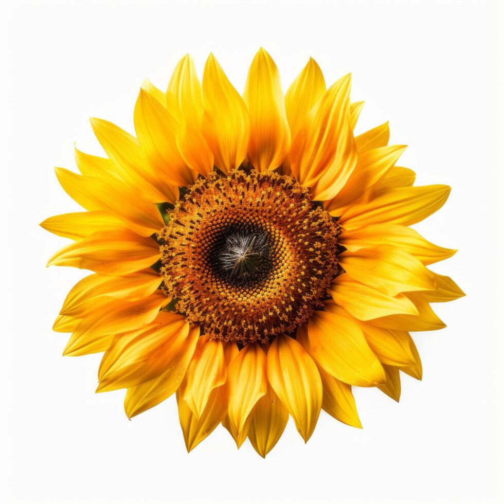 Sunflower isolated. Illustration photo