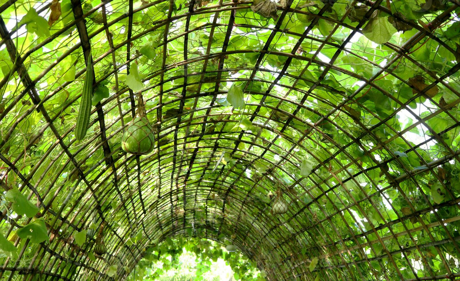 Gourd fruits growing in tunnel made from bamboo for crop various gourds. Roof vegetable garden. photo