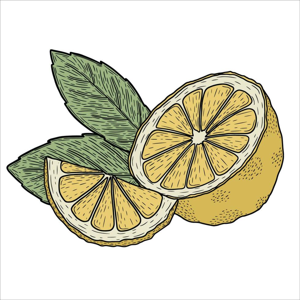 Composition of lemons with leaves, simple vector art