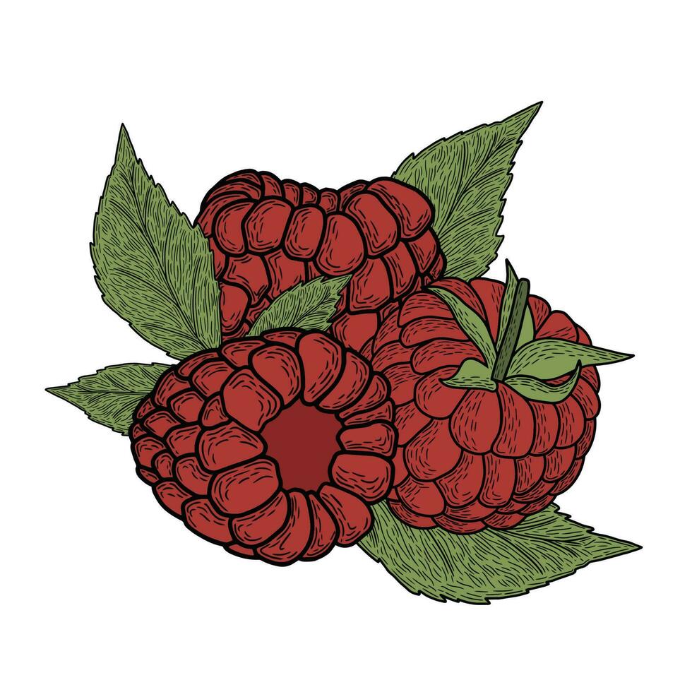 Raspberry composition with leaves, simple vector art