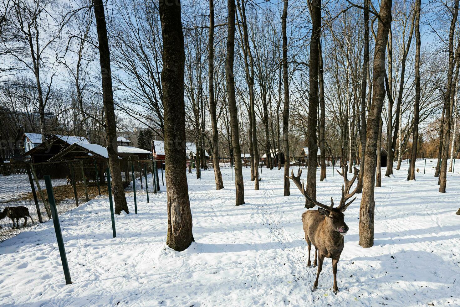 Reindeer in the zoo on a sunny frosty winter day in the park. photo