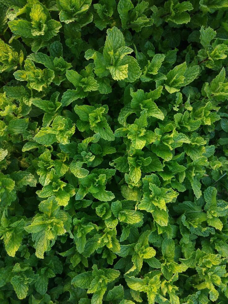 Mint plant grow at vegetable garden photo