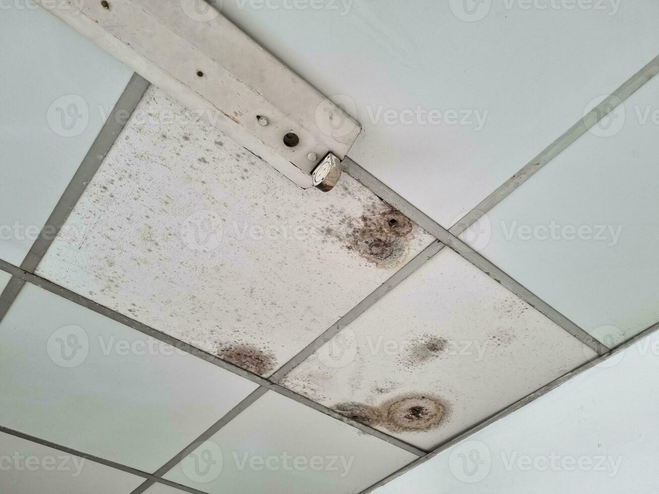 The ceiling is moldy wall panels photo