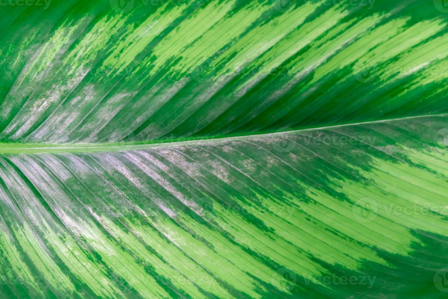 Background texture of a green leaf natural of leaves photo