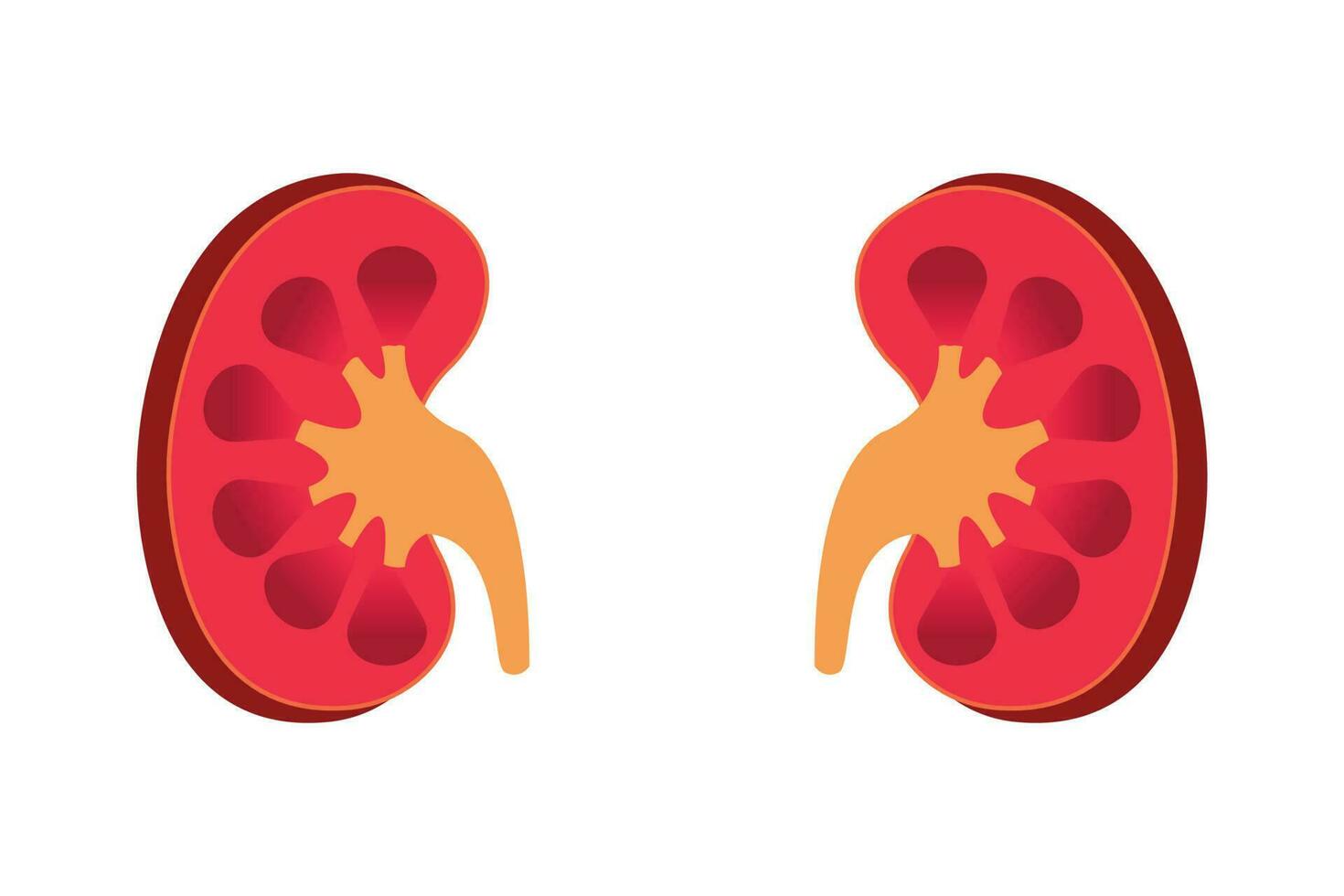 cross section of human kidney. kidney vector illustration isolated on white background. eps 10