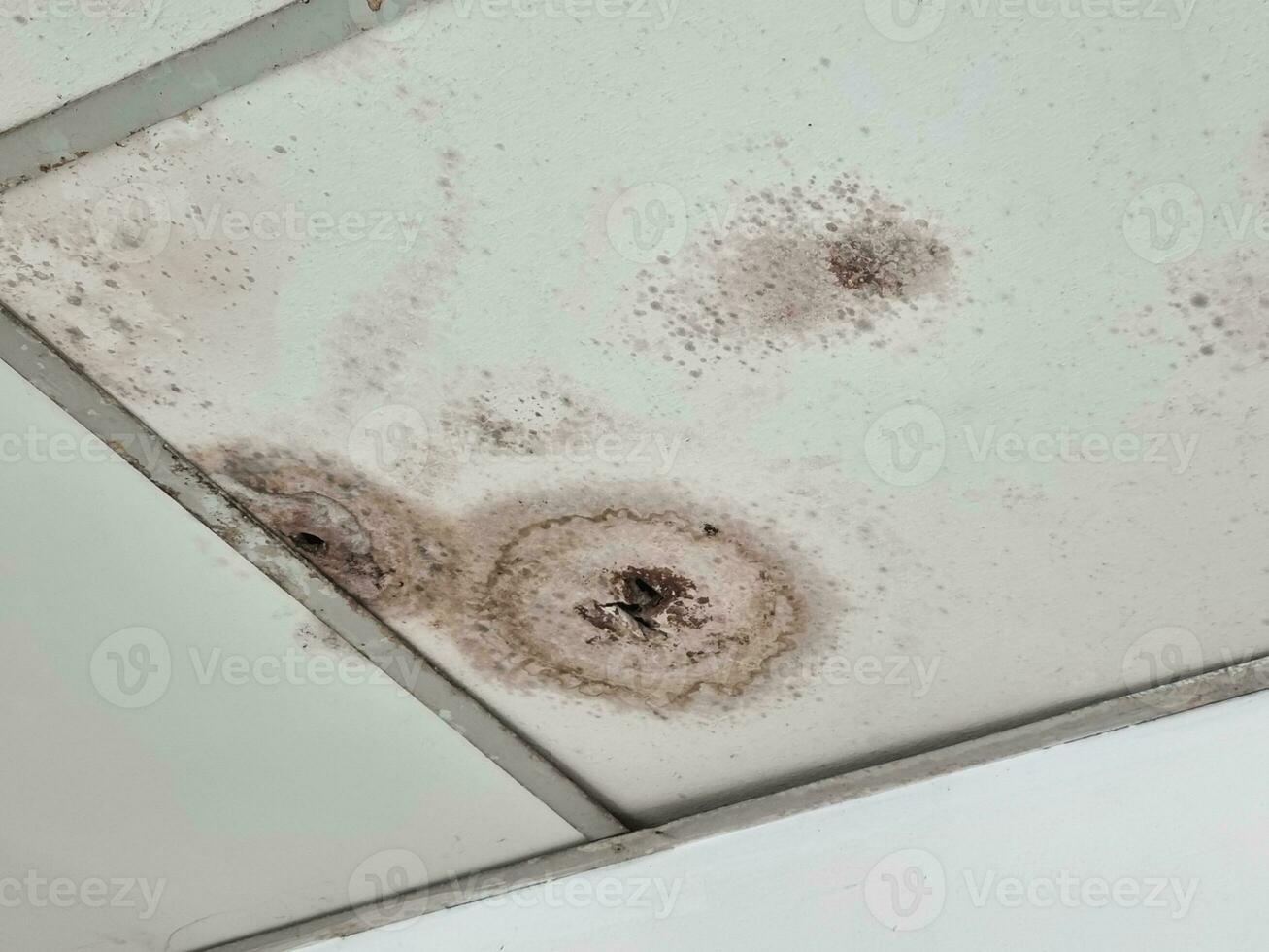 The ceiling is moldy wall panels photo