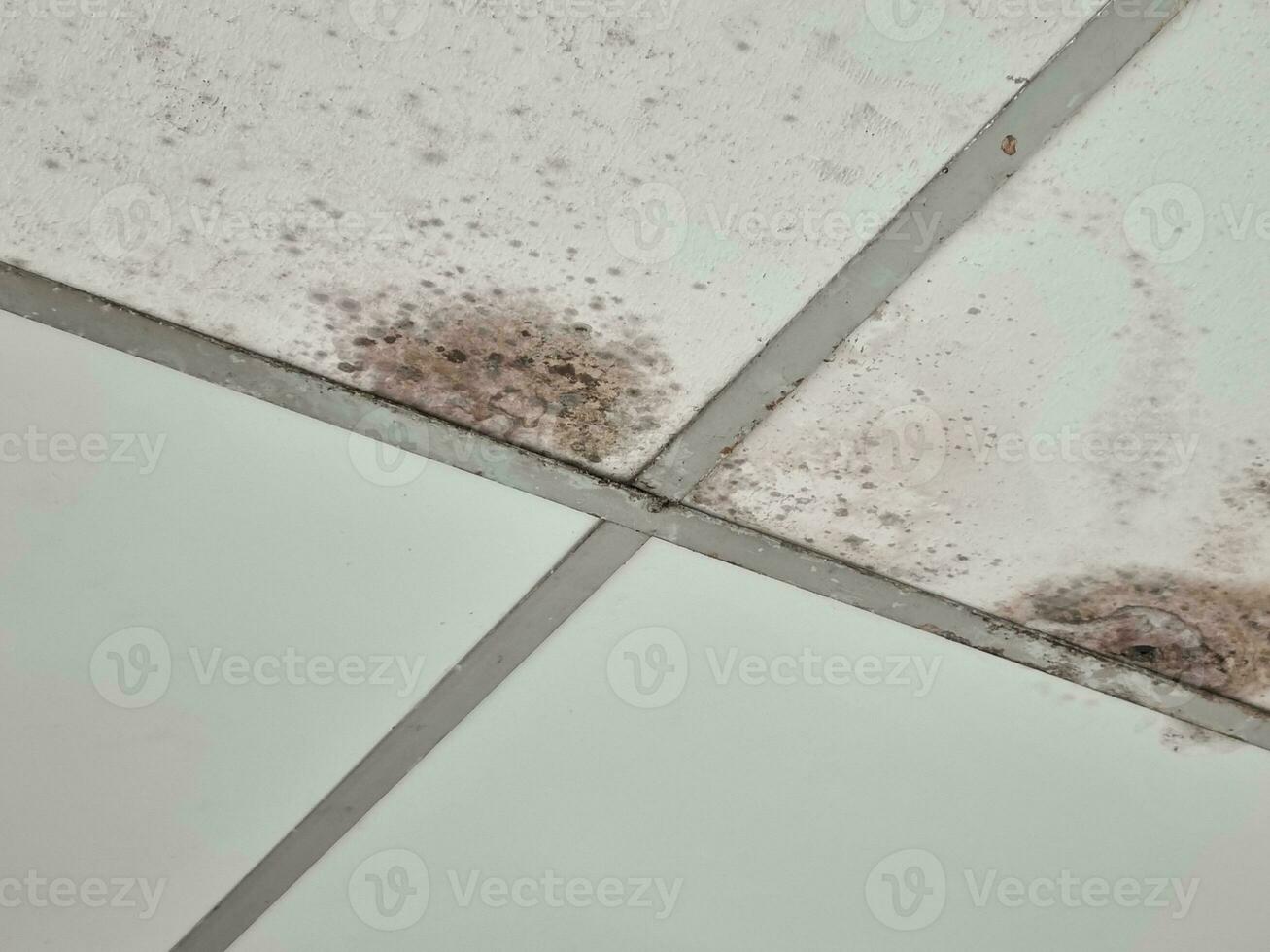 The ceiling is moldy wall panels photo