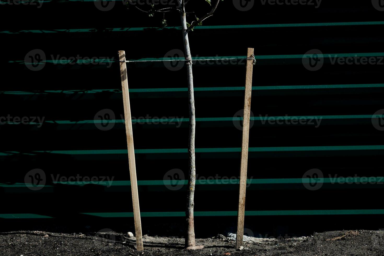 joven árbol joven con de madera apuestas foto