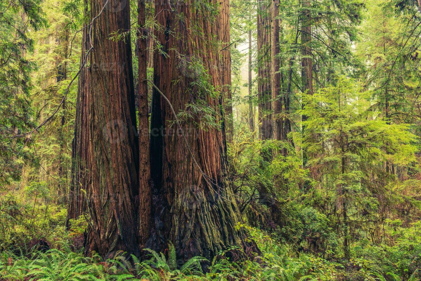 Coastal Redwood Forest photo