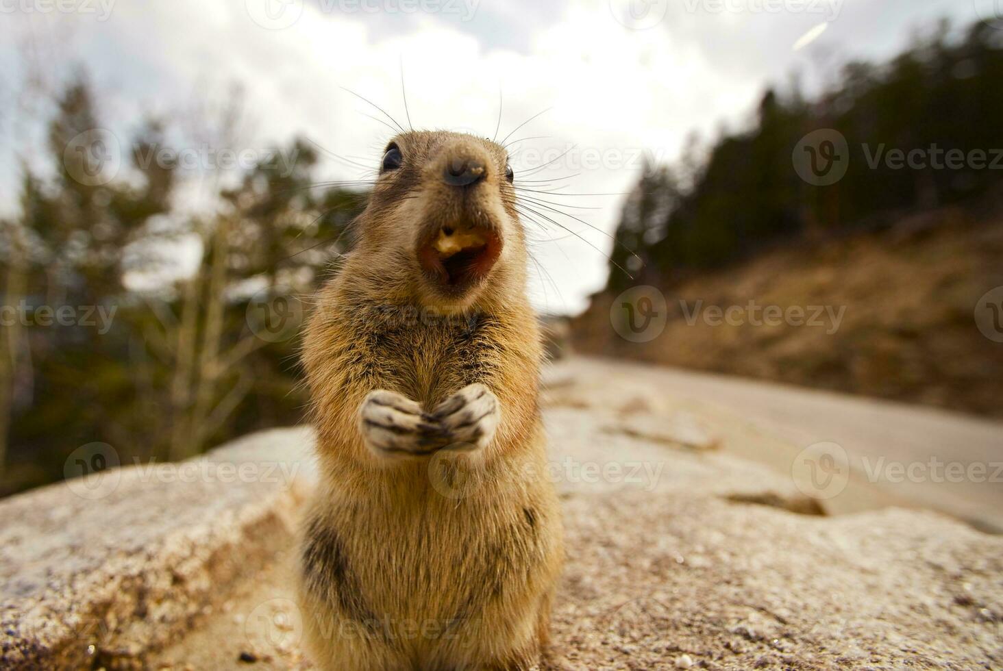 Chipmunk Dinner Close-up photo