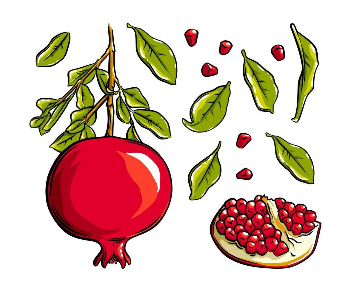 Pomegranate fruit, seeds and plant. Colored exotic pomegranate fruit. Vector illustration