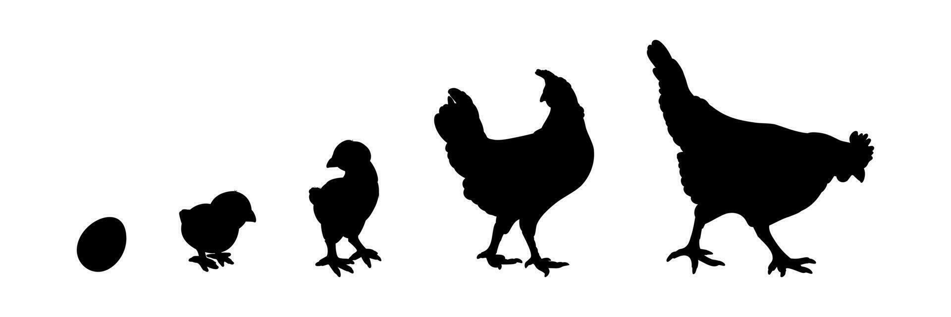 Hen or chicken silhouette isolated in white background. Free grazing hen bird in the runch vector