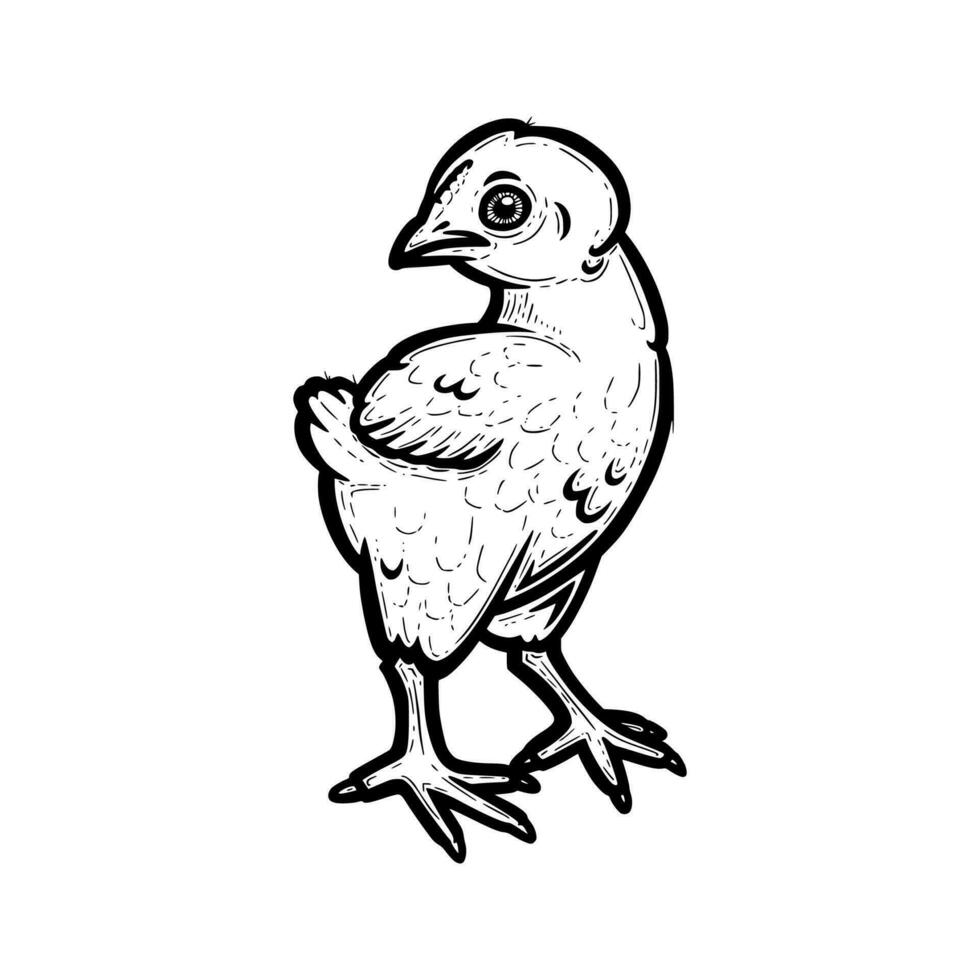 Realistic chicken outlined in white background. Free grazing chick in the runch. Vector illustration