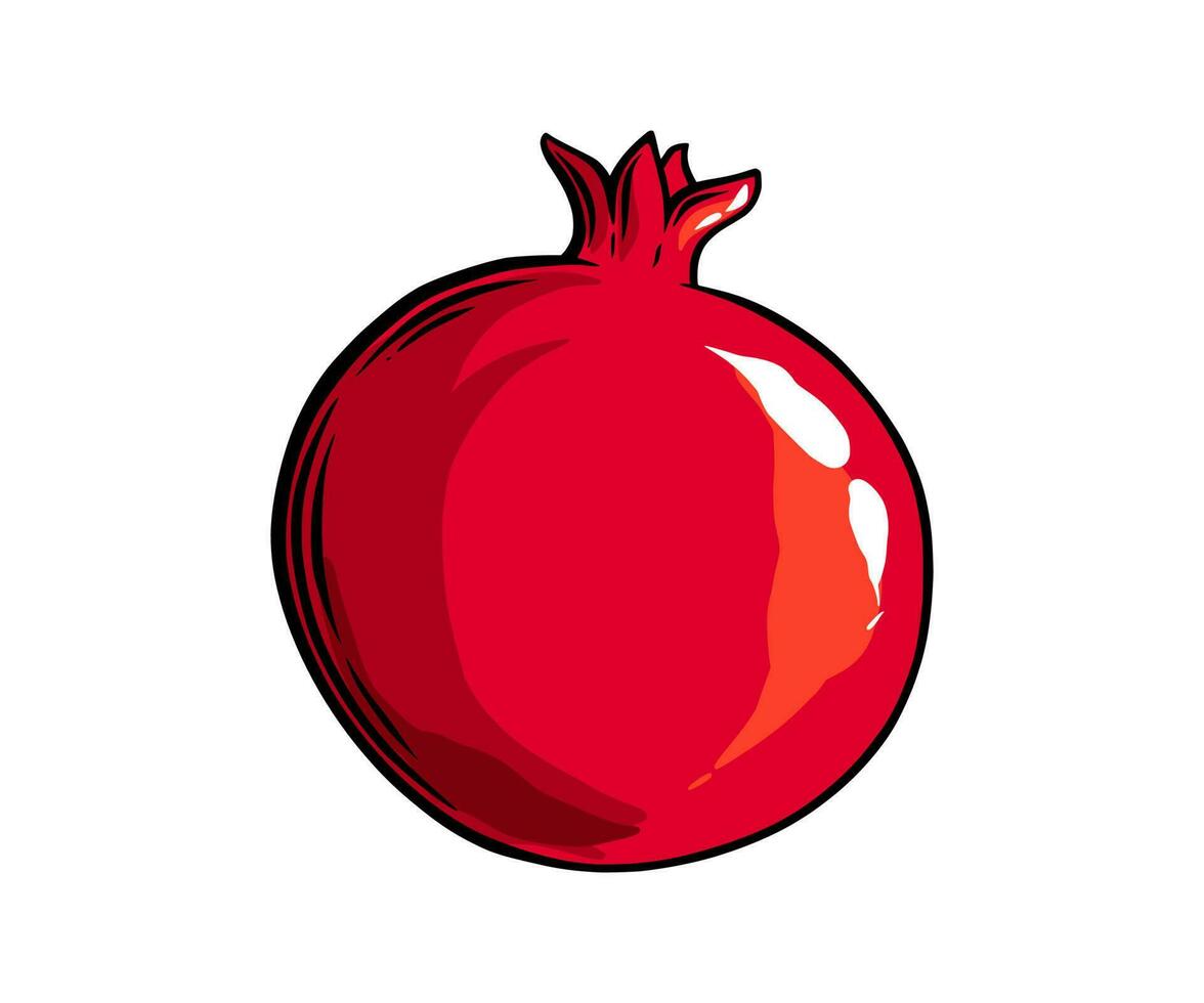 Pomegranate fruit side view. Colored exotic pomegranate fruit. Vector illustration