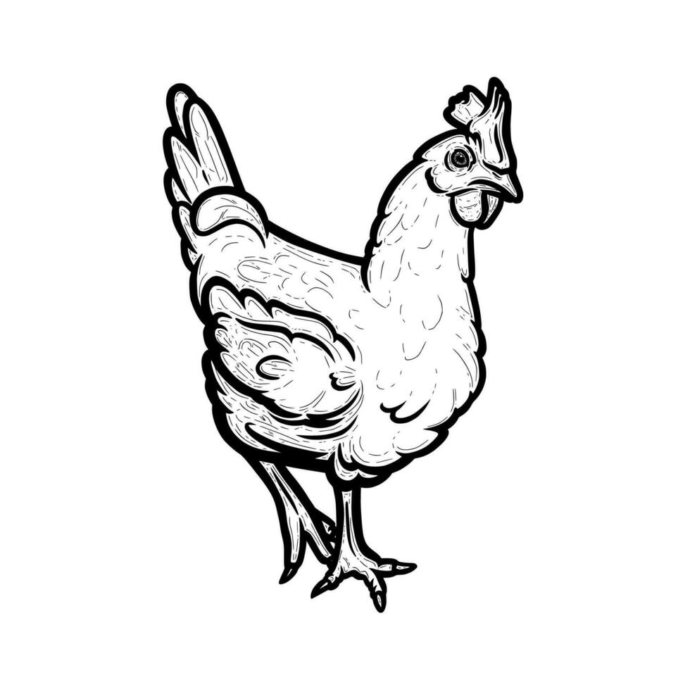 Realistic hen or chicken outlined in white background. Free grazing hen  bird in the runch. Vector illustration 24608710 Vector Art at Vecteezy