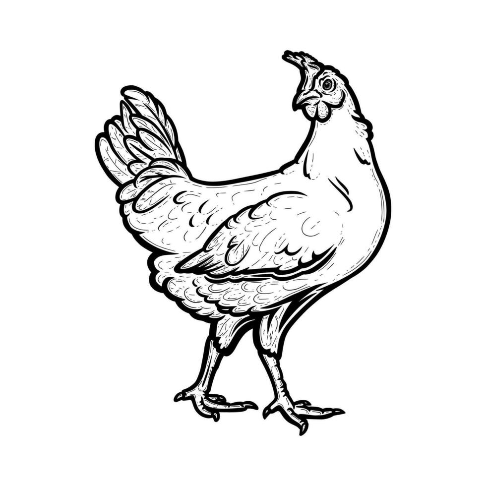 Realistic hen or chicken outlined in white background. Free grazing hen bird in the poultry runch. Vector illustration