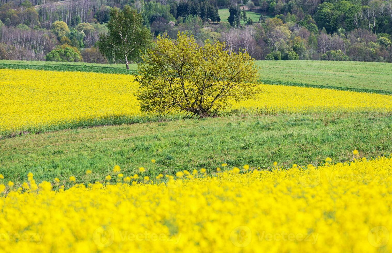 Scenic Spring Time Countryside Landscape with Lonely Tree photo