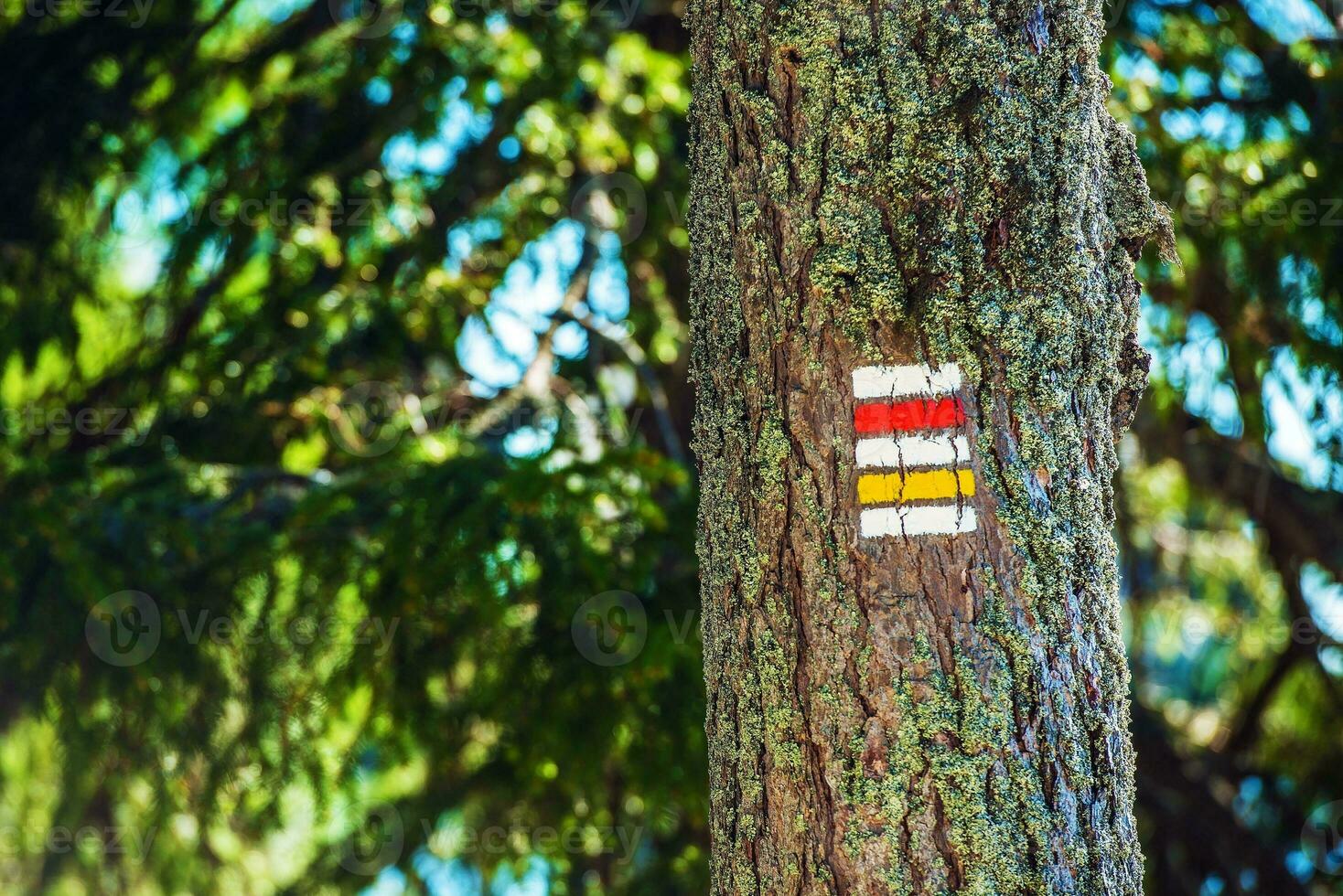 Trail Tree Sign photo