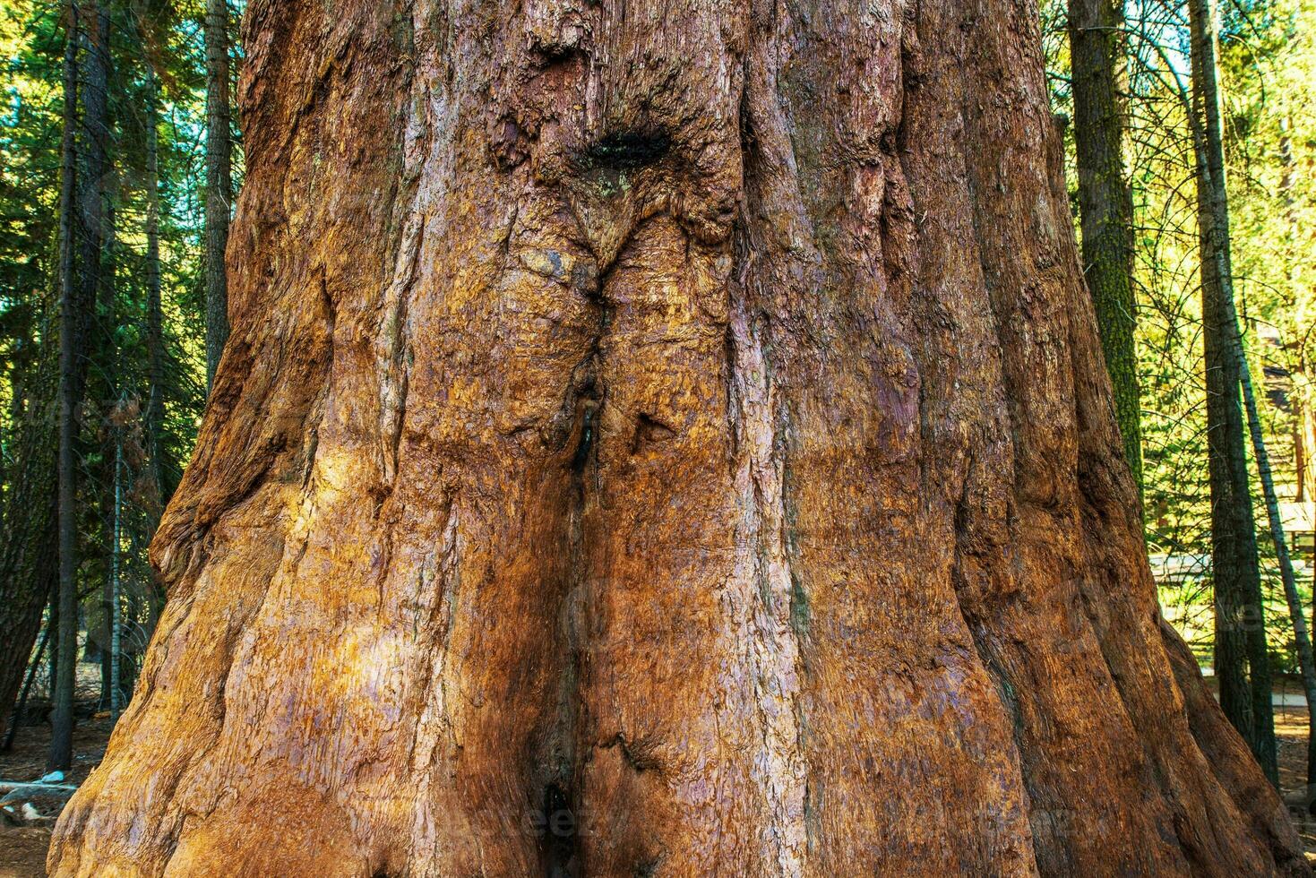 Sequoia Bark Closeup photo