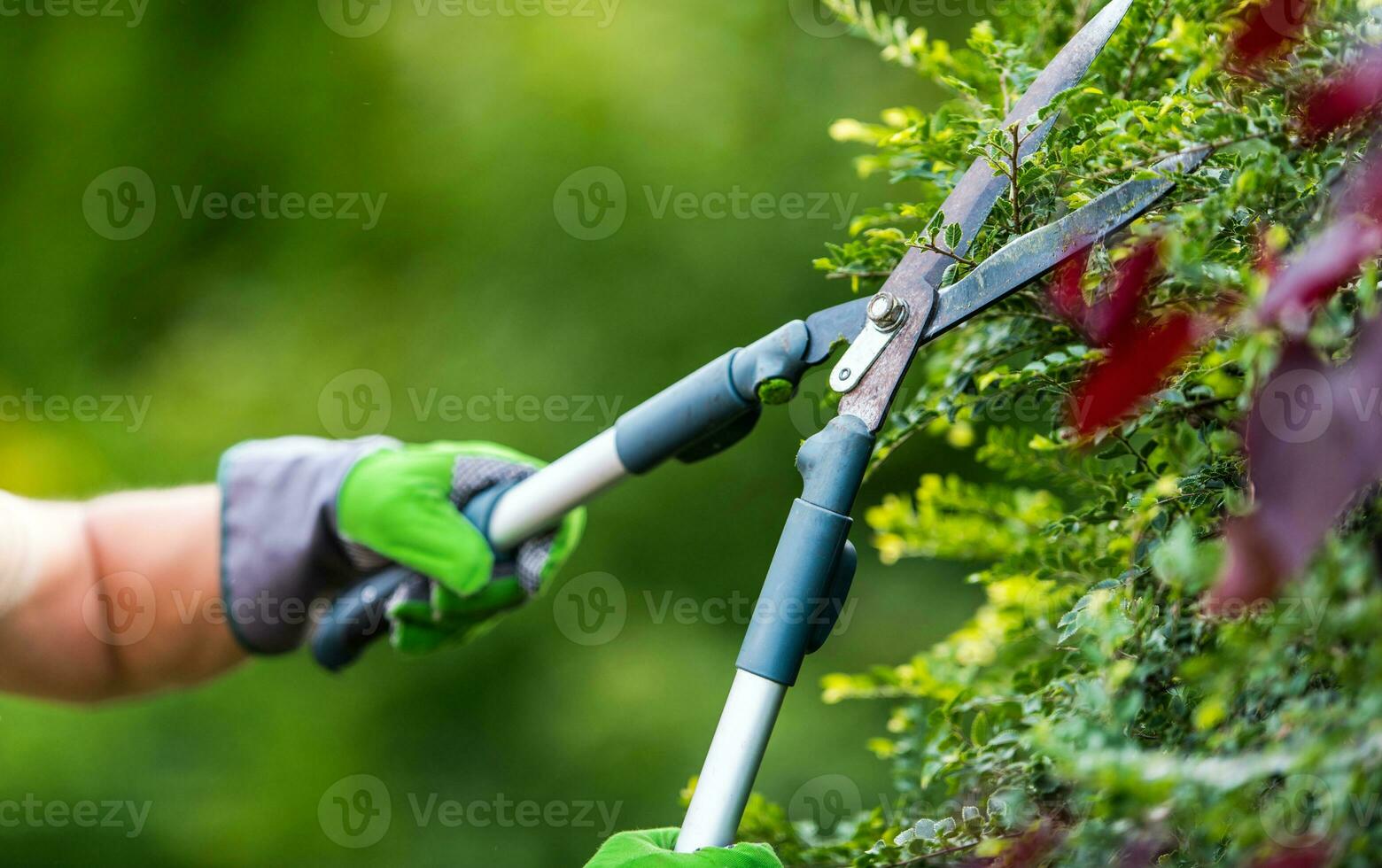 Male Caucasian Gardener Trimming Plants with Secateurs photo