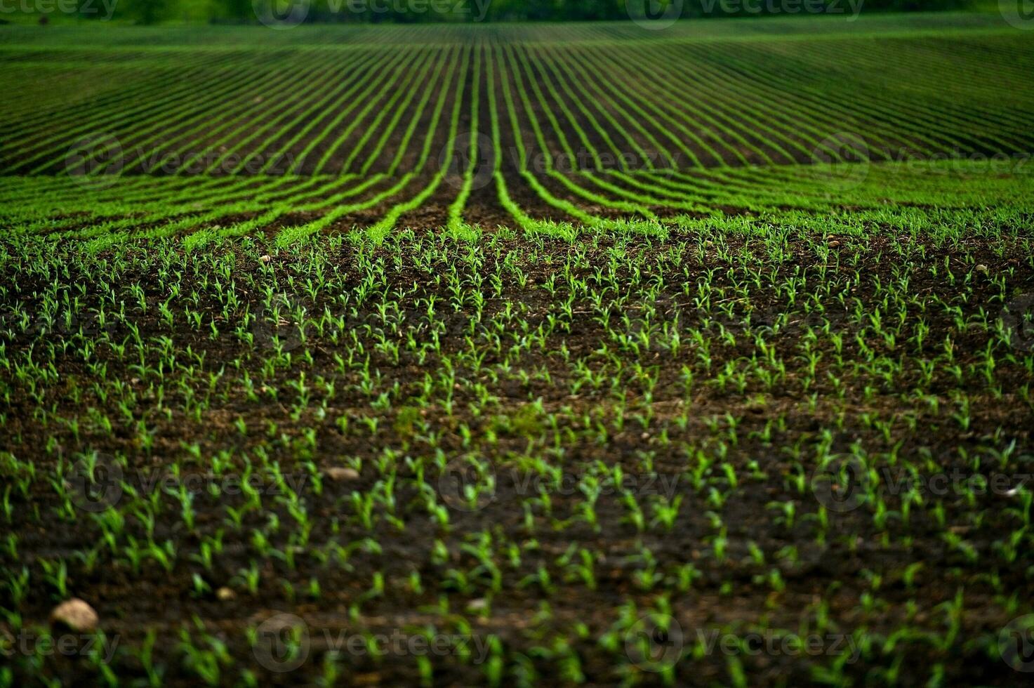Corn Fields View photo