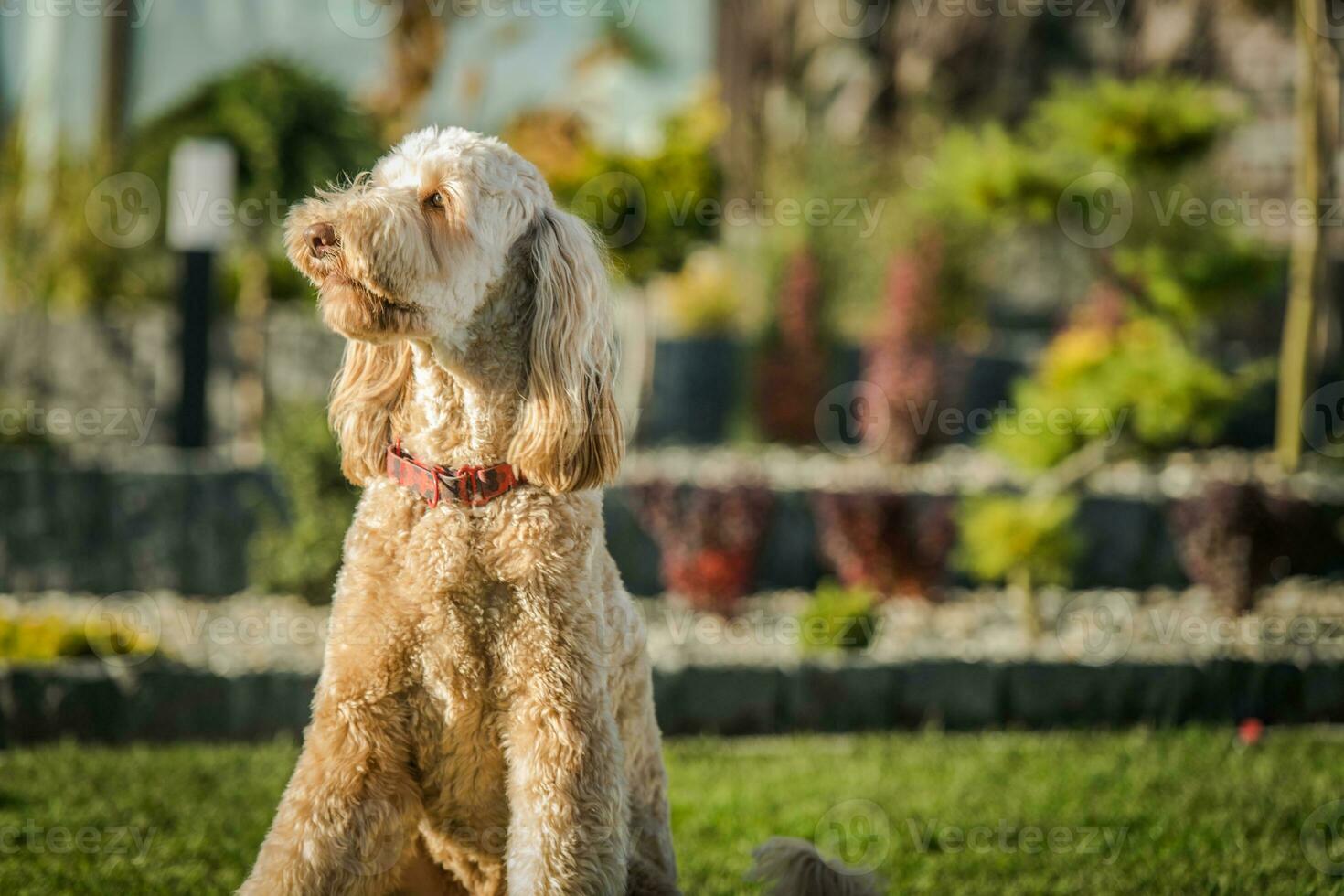 Doodle dorado sentado en el jardín foto