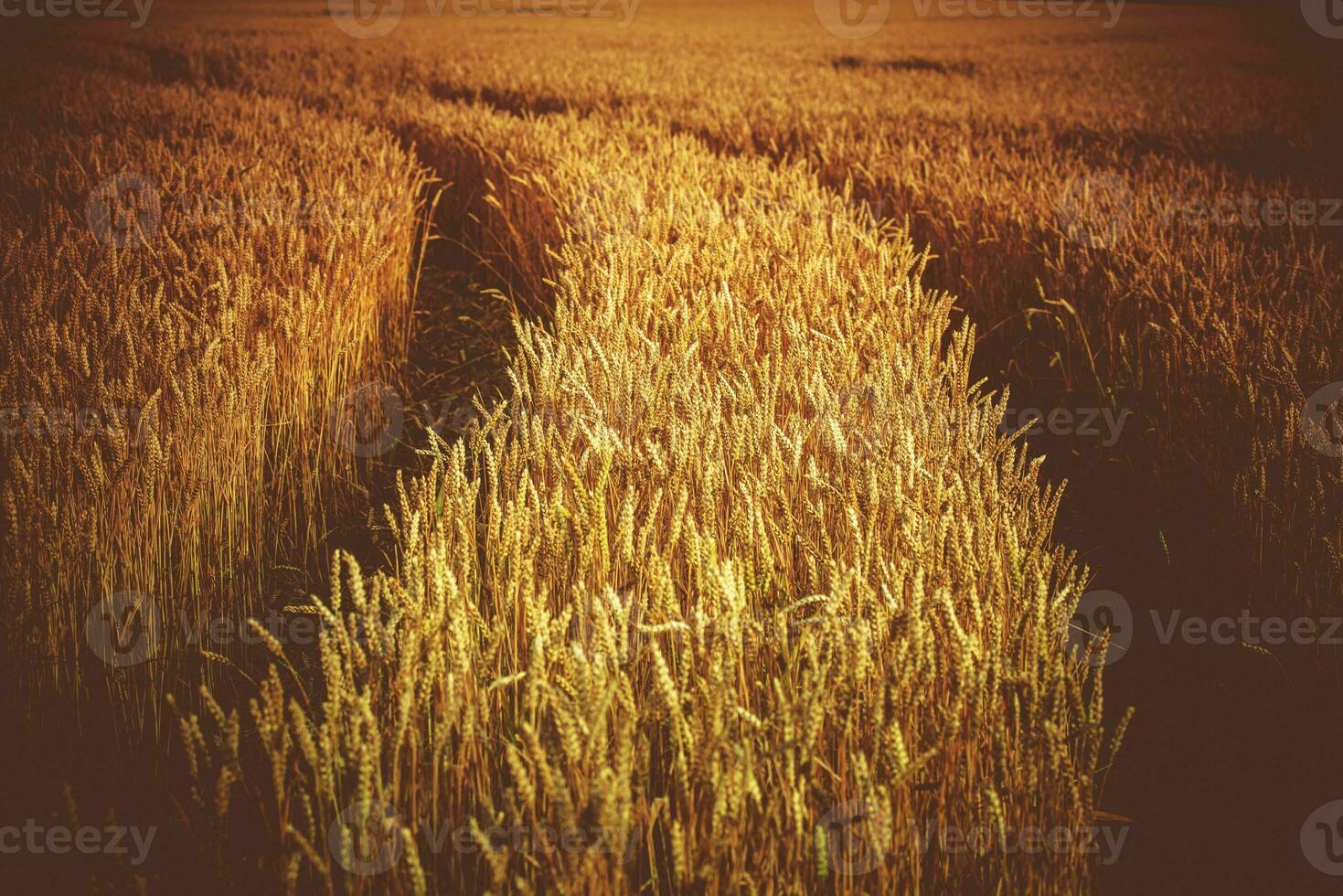 Rye Field with Tractor Tracks photo