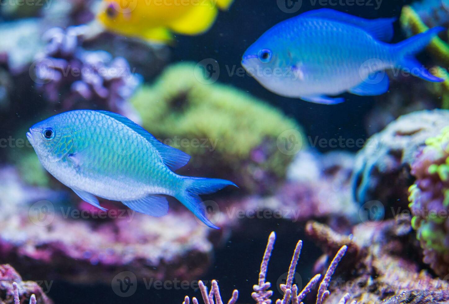 peces en acuario foto