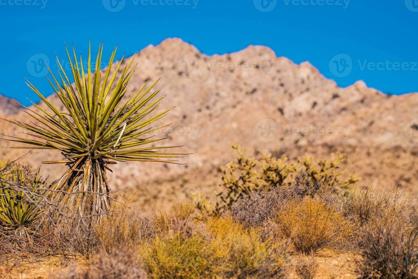 ver de California mojave Desierto paisaje. foto