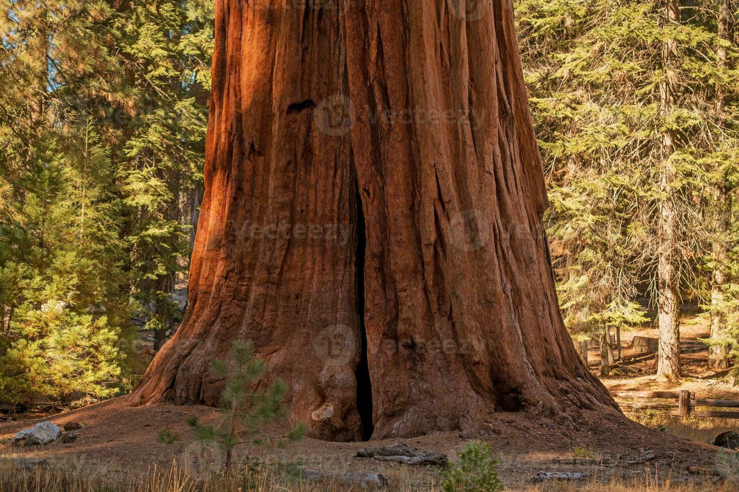 Giant Sequoia Tree photo