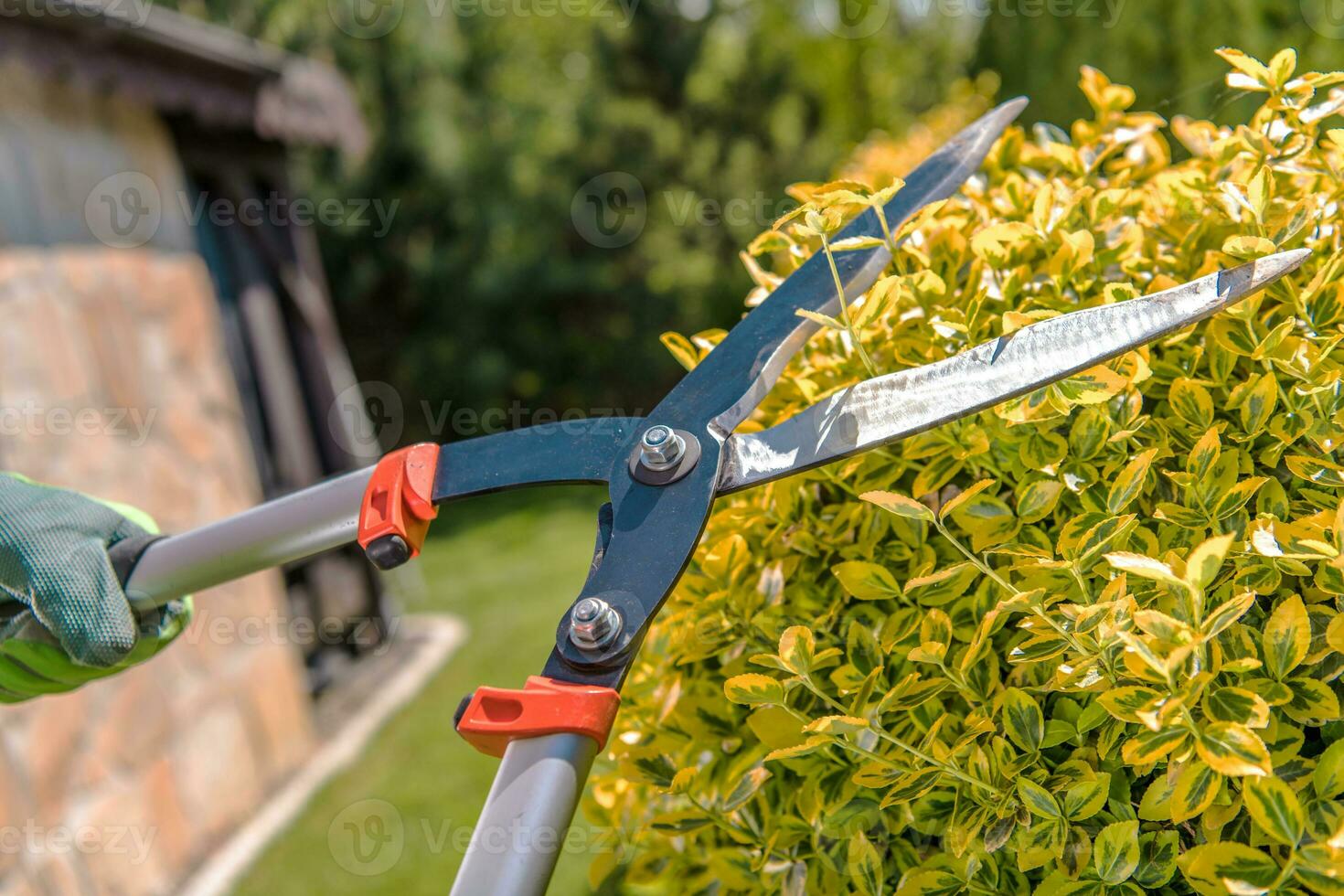 Close Up Of Gardener Pruning Bushes With Loppers. photo