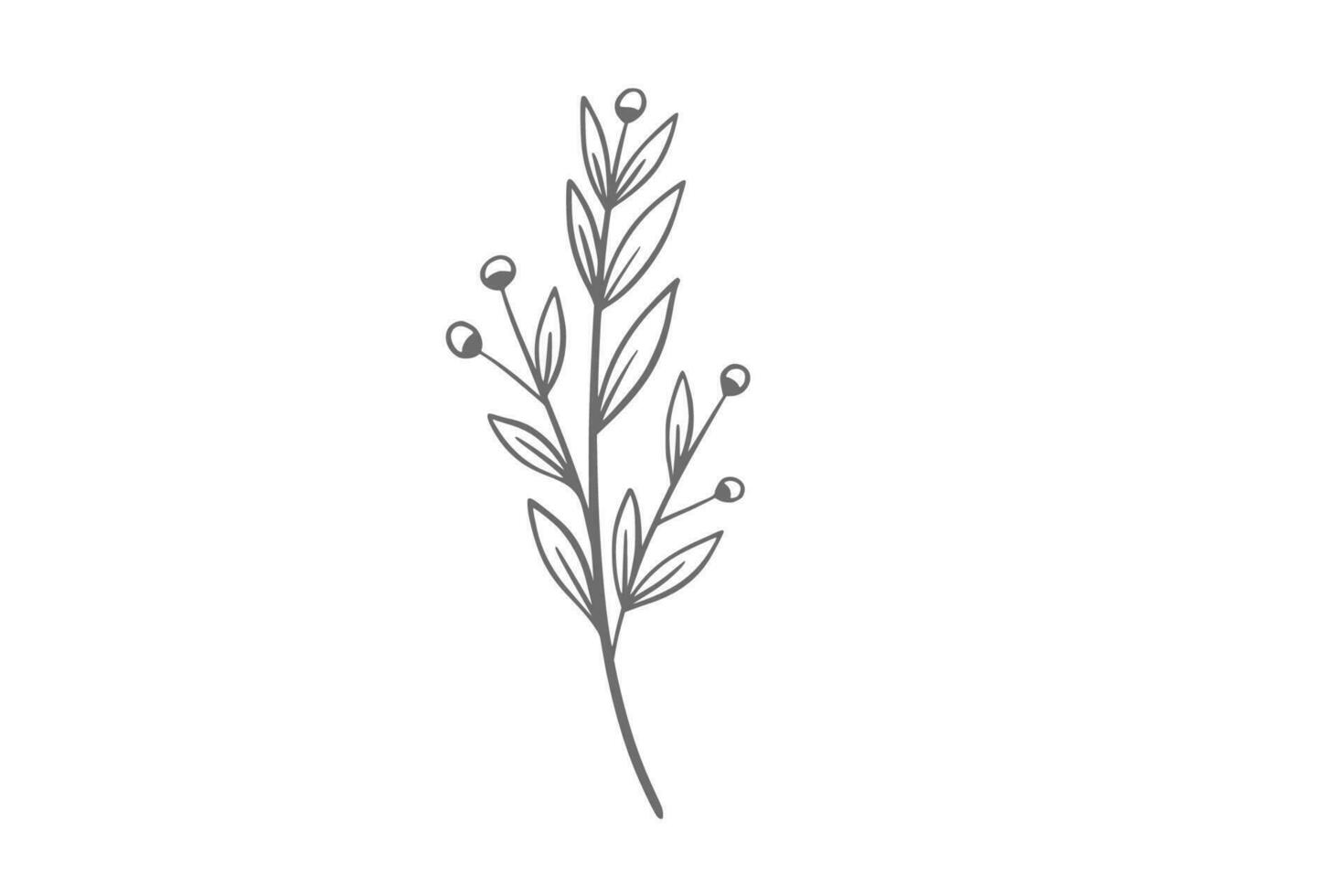 eucalyptus line art illustration vector