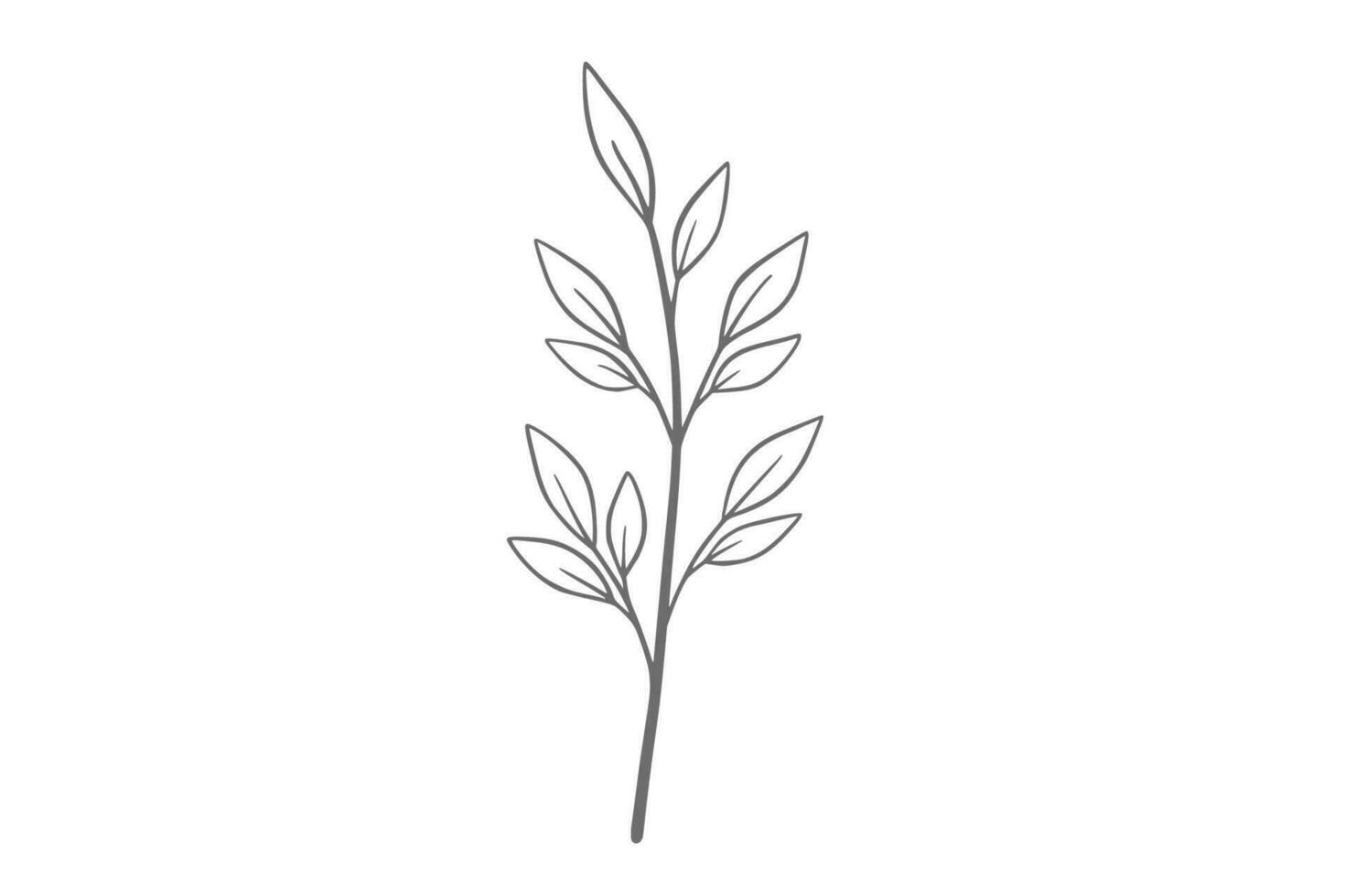 eucalyptus line art illustration vector