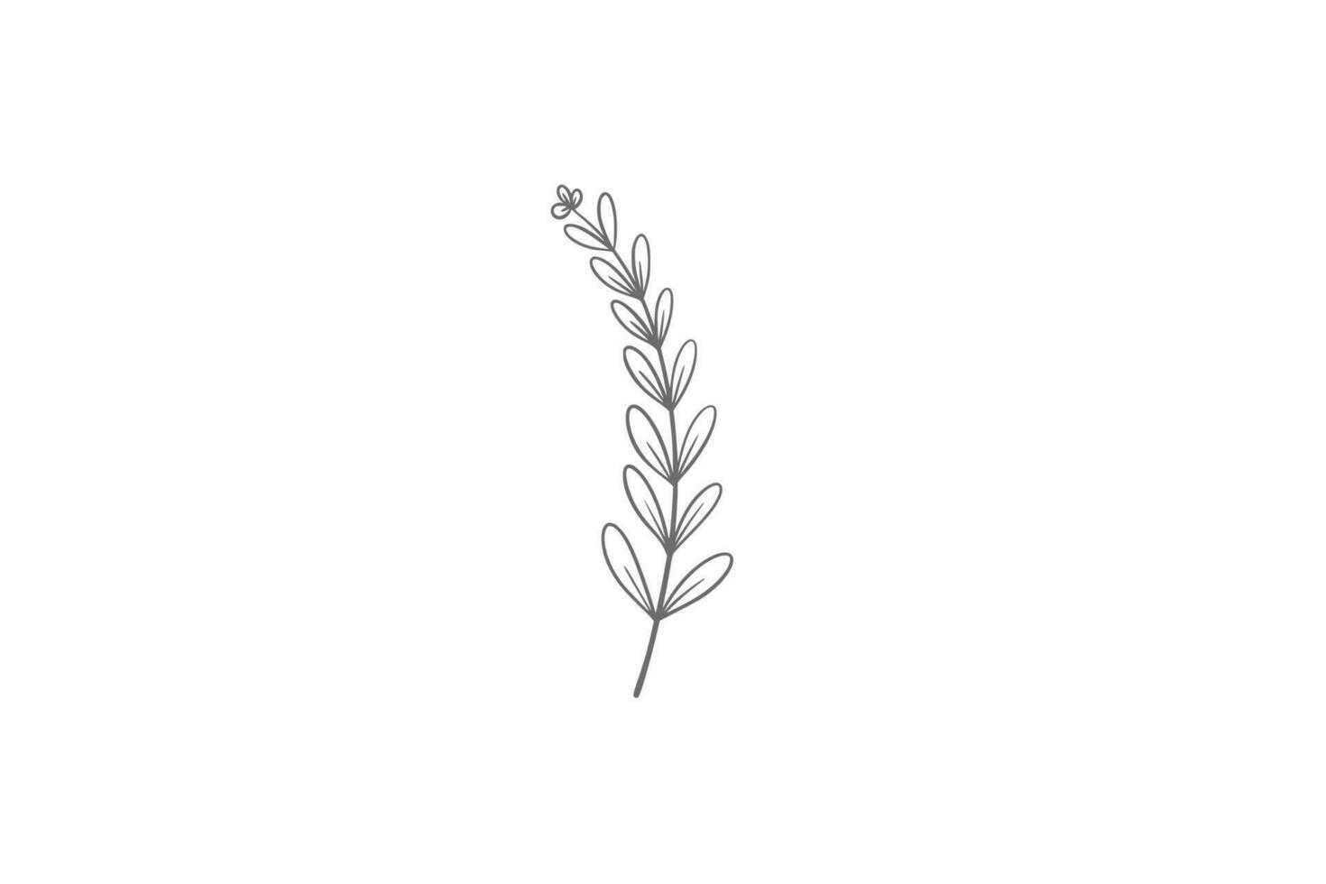 eucalyptus line art illustration vector