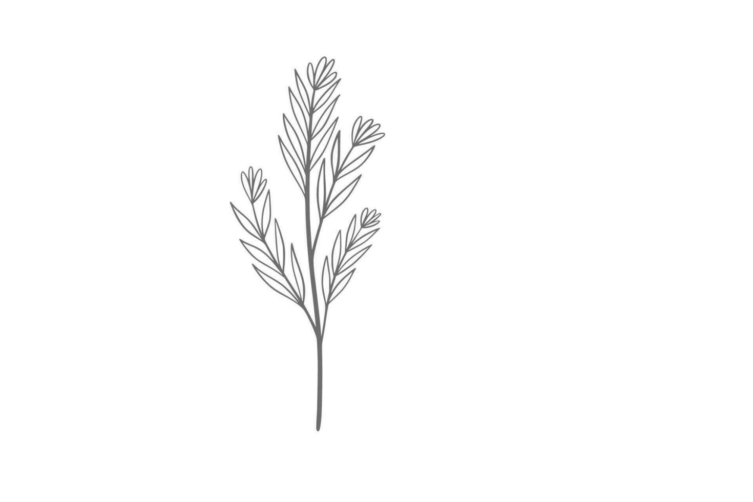 eucalyptus line art illustration vector