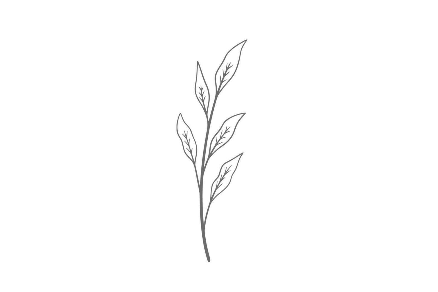 eucalyptus line art illustration vector