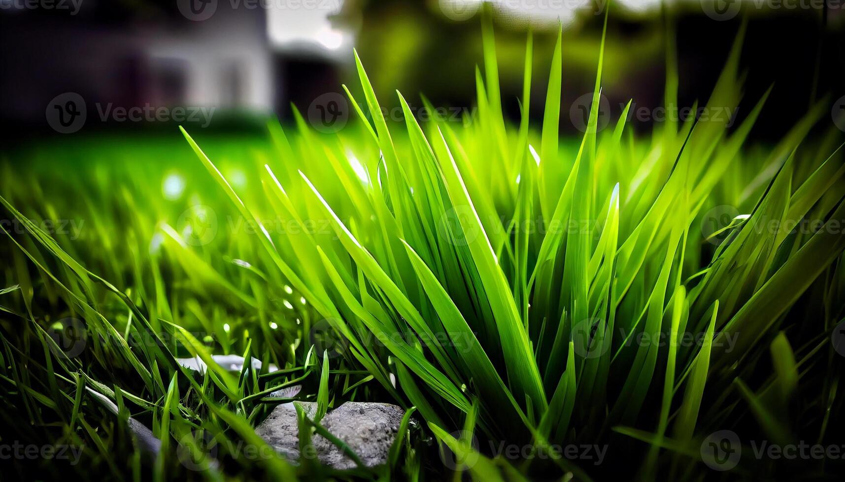 Fresh summer meadow growth in defocused background , photo