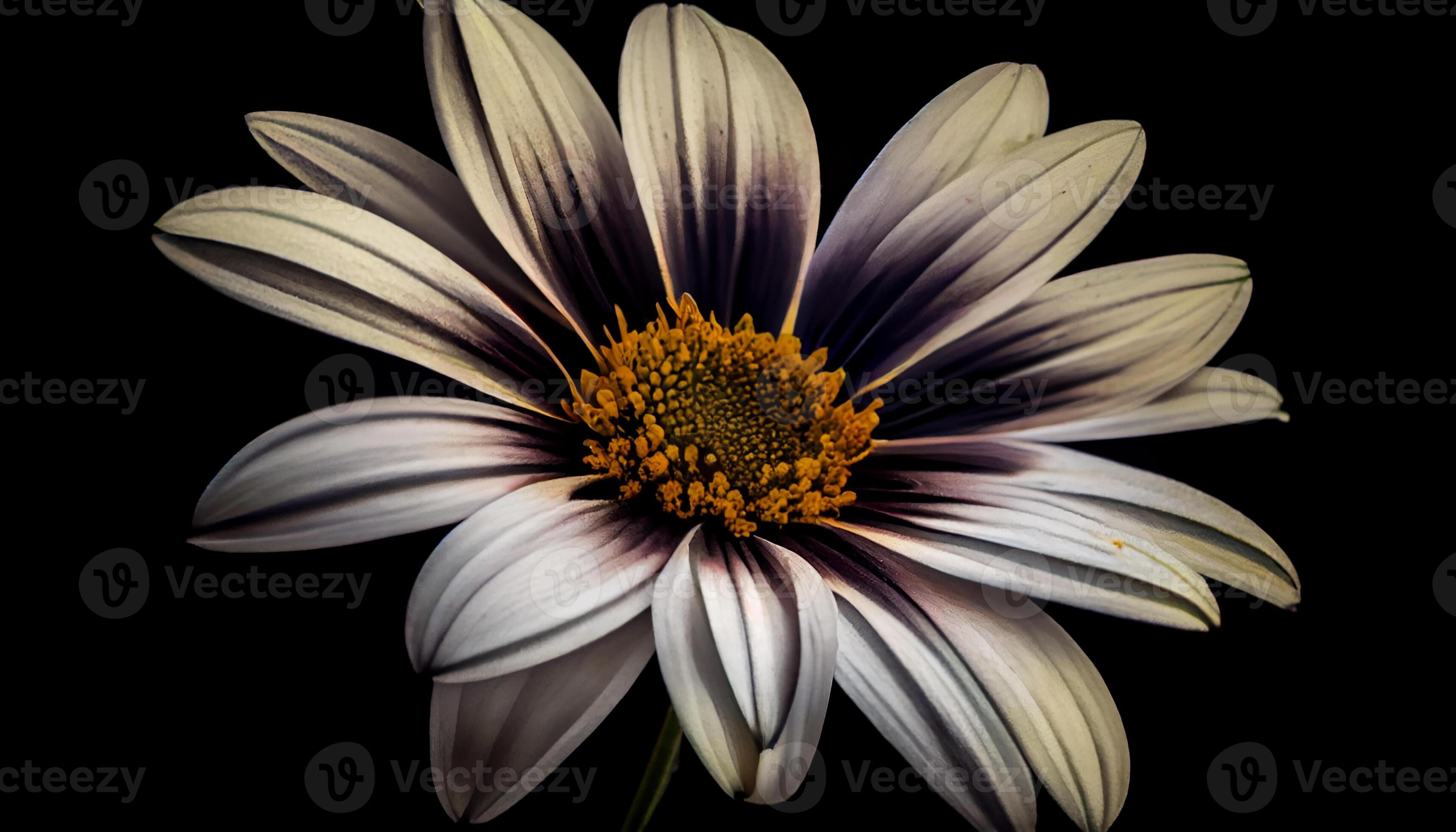 Vibrant yellow daisy head stands out against black ,generative AI