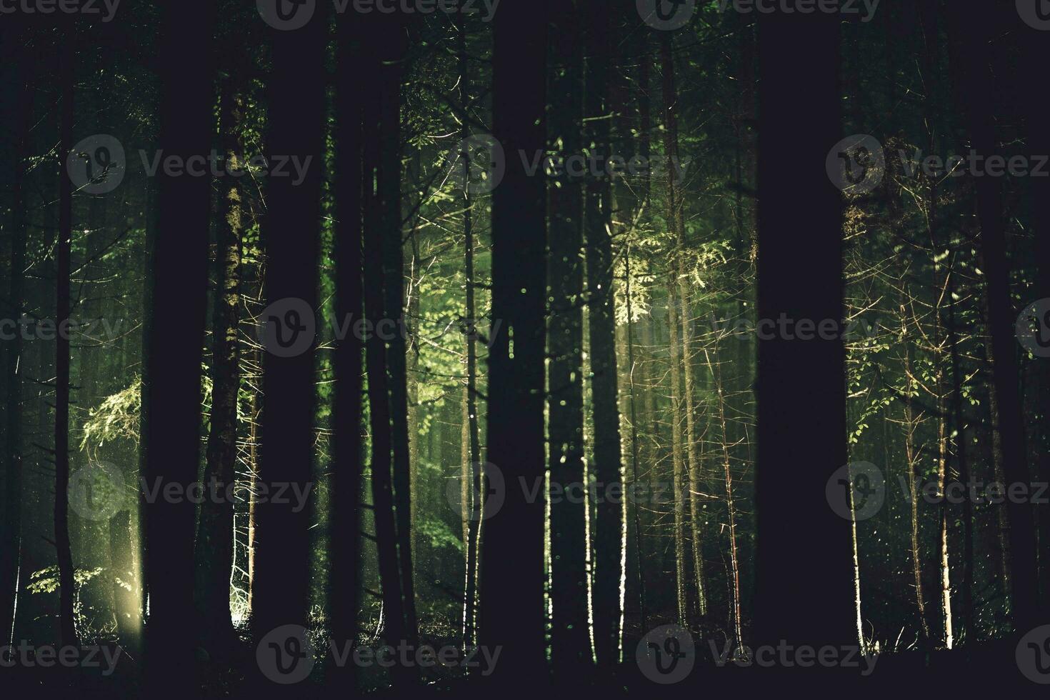 Spooky Dark Forest and Rain photo