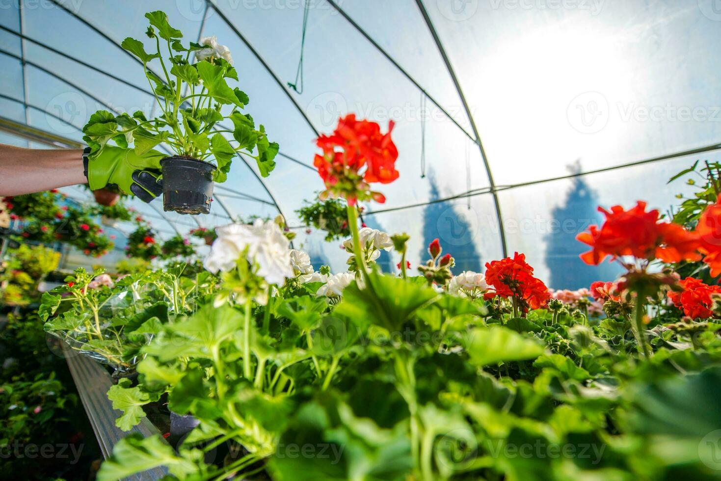 Greenhouse Flowers Cultivation photo