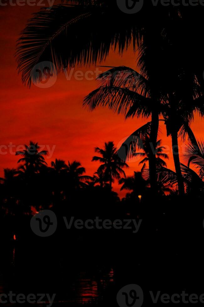 Tropical Evening view photo