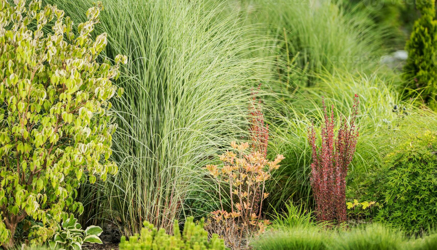 Garden Ornamental Grasses in Landscape Design photo