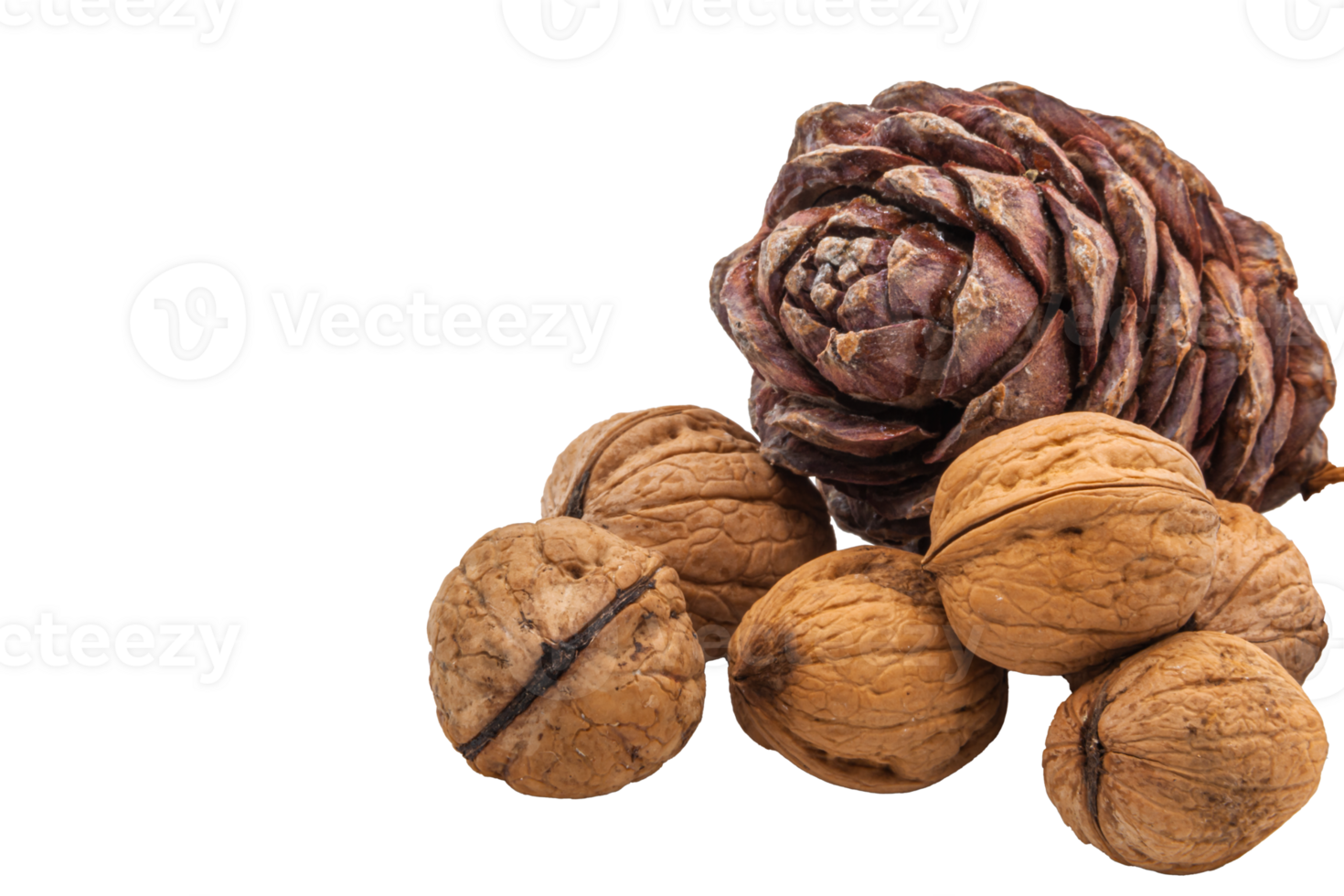 Handful of textured walnuts with no background and a brown pine cone with nuts inside on a transparent background. Healthy Food. High quality photo. PNG