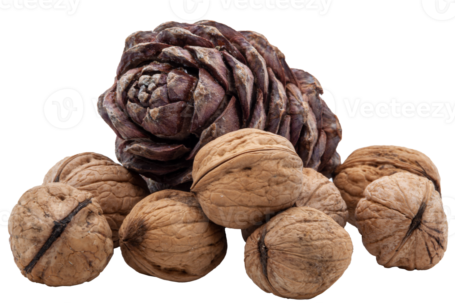 Handful of textured walnuts on transparent background and brown pine cone with nuts inside on transparent background. Healthy Food. High quality photo. Isolated. PNG