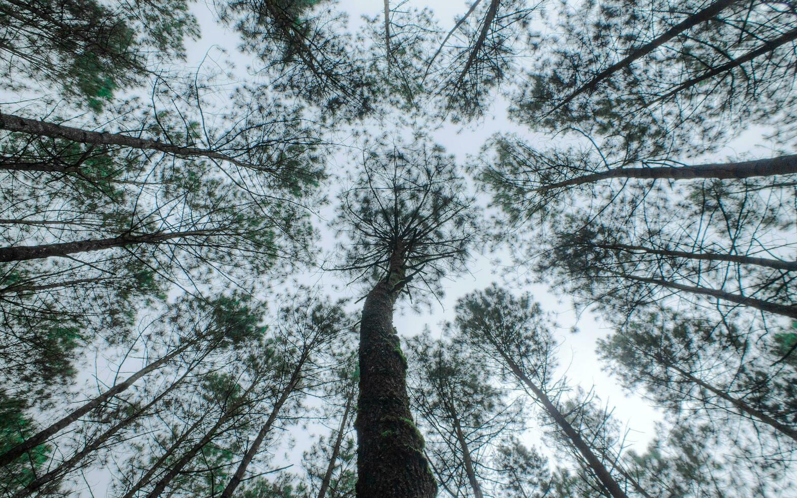 Low angle view of pine trees photo