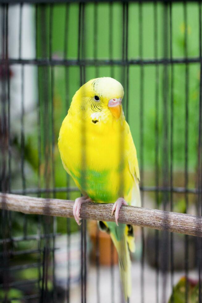 Yellow green parakeet bird in a cage photo